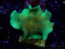 WYSIWYG Pavona cactus 1T1