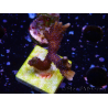 WYSIWYG Montipora Polype Violet