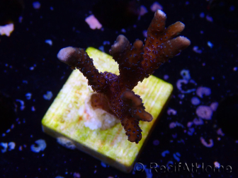 WYSIWYG Montipora Polype Violet