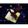 WYSIWYG Montipora Polype Violet