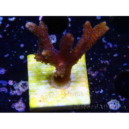 WYSIWYG Montipora Polype Violet