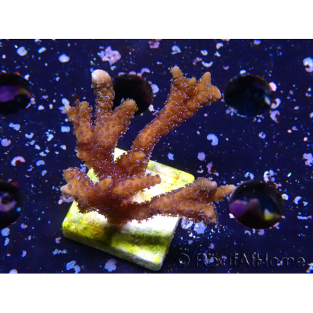 WYSIWYG Montipora Polype Violet