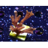 WYSIWYG Montipora Polype Violet