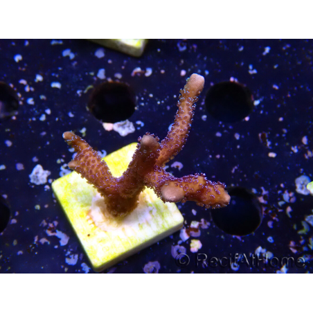 WYSIWYG Montipora Polype Violet 1U5