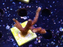 WYSIWYG Montipora Polype Violet 1U5