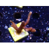 WYSIWYG Montipora Polype Violet 1U5