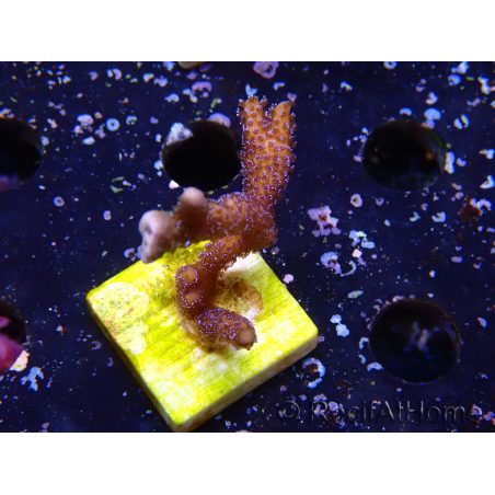 WYSIWYG Montipora Polype Violet 1U6
