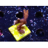 WYSIWYG Montipora Polype Violet 1U6