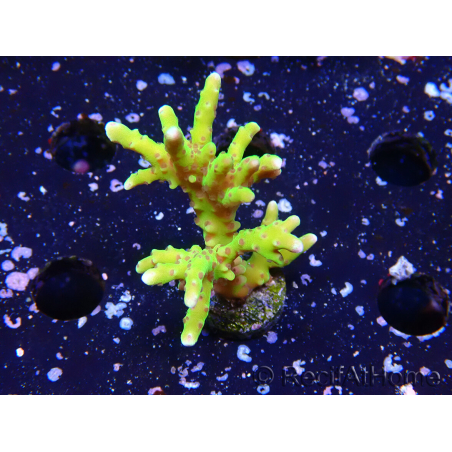 WYSIWYG - BR Green Goblin Anacropora 1V2