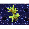 WYSIWYG - BR Green Goblin Anacropora 1V2