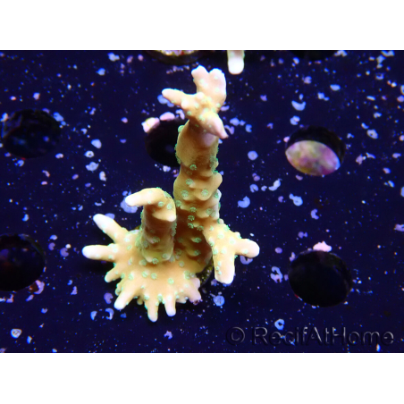 WYSIWYG - MH Tropicana Anacropora