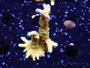 WYSIWYG - MH Tropicana Anacropora