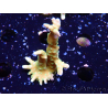 WYSIWYG - MH Tropicana Anacropora