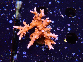 WYSIWYG - JF TNT Anacropora