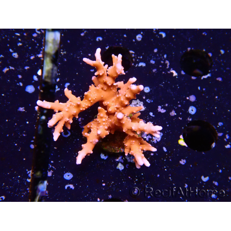 WYSIWYG - JF TNT Anacropora