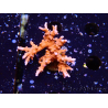 WYSIWYG - JF TNT Anacropora