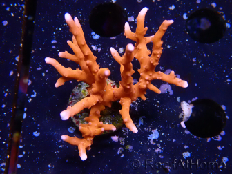 WYSIWYG - JF TNT Anacropora