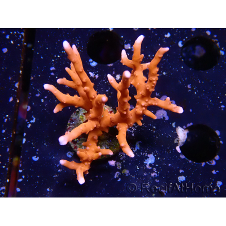 WYSIWYG - JF TNT Anacropora