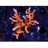 WYSIWYG - JF TNT Anacropora