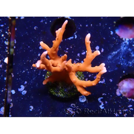 WYSIWYG - JF TNT Anacropora