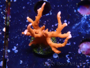 WYSIWYG - JF TNT Anacropora