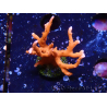 WYSIWYG - JF TNT Anacropora