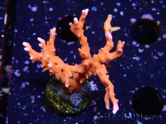 WYSIWYG - JF TNT Anacropora