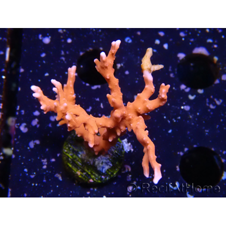 WYSIWYG - JF TNT Anacropora