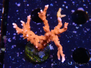 WYSIWYG - JF TNT Anacropora 1Y4