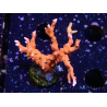 WYSIWYG - JF TNT Anacropora