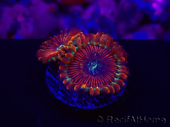 WYSIWYG - Zoanthus Happy People Eater 30A1
