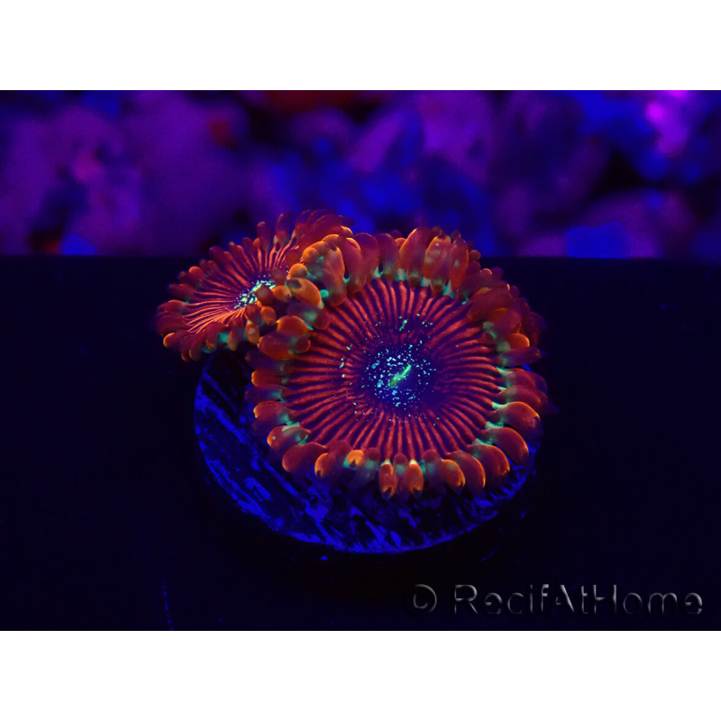 WYSIWYG - Zoanthus Happy People Eater 30A1