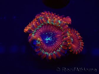 WYSIWYG - Zoanthus Happy People Eater 30A2
