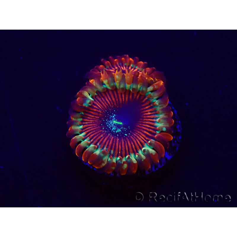 WYSIWYG - Zoanthus Happy People Eater 30A3