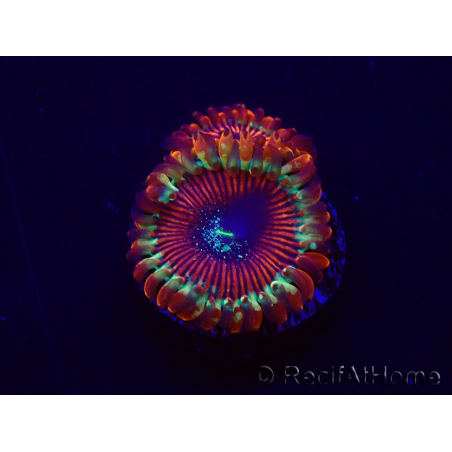 WYSIWYG - Zoanthus Happy People Eater 30A3