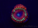 WYSIWYG - Zoanthus Happy People Eater 30A3