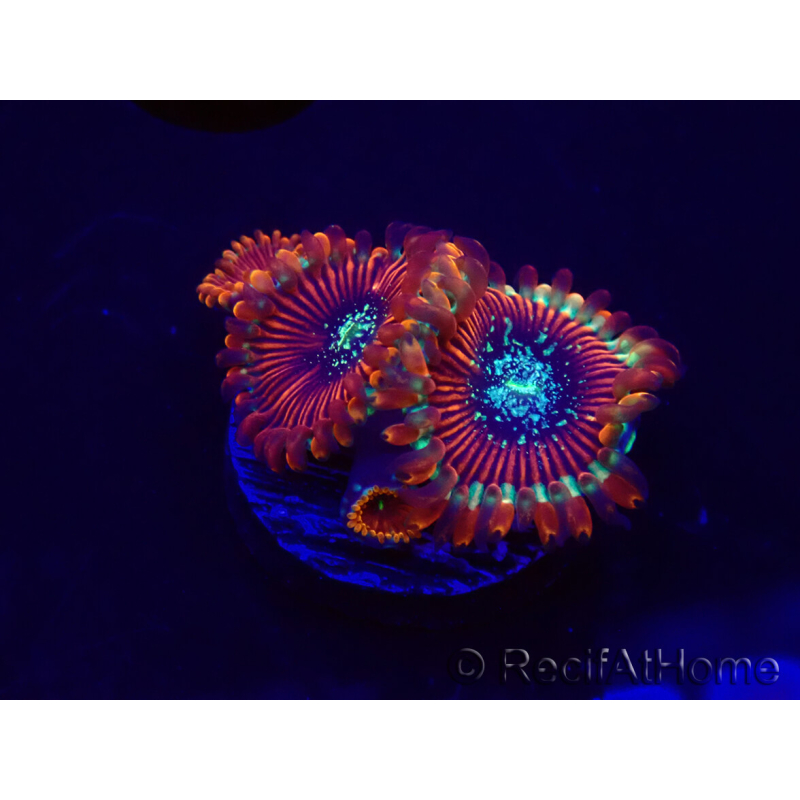 WYSIWYG - Zoanthus Happy People Eater 30A6
