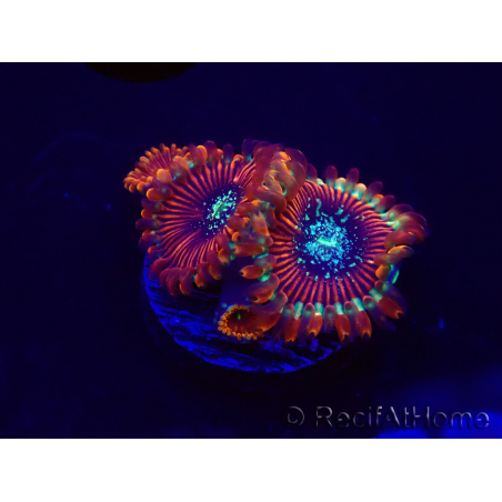 WYSIWYG - Zoanthus Happy People Eater 30A6