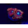 WYSIWYG - Zoanthus Happy People Eater 30A6