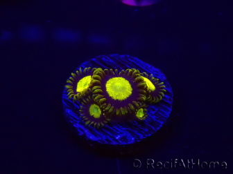 WYSIWYG - Zoanthus King Midas 30B2