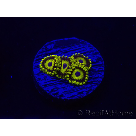 WYSIWYG - Zoanthus LA Lakers