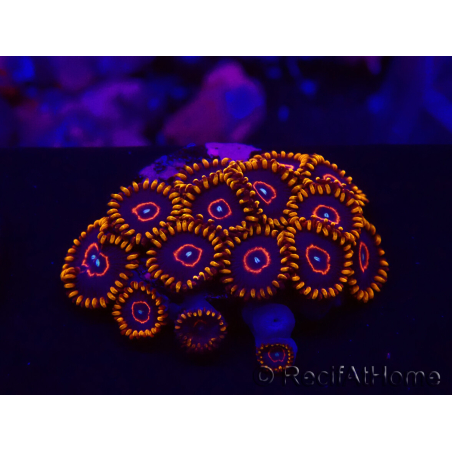 WYSIWYG - Zoanthus Red Hornet