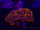 WYSIWYG - Zoanthus Red Hornet