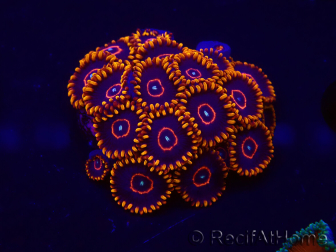 WYSIWYG - Zoanthus Red Hornet