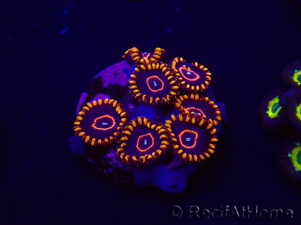 WYSIWYG - Zoanthus Red Hornet