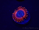 WYSIWYG - Zoanthus Utter Peace 30L1