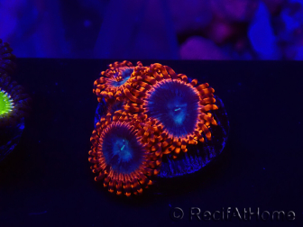 WYSIWYG - Zoanthus Utter Peace 30L3