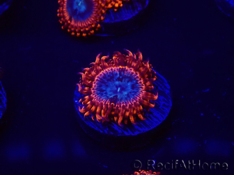 WYSIWYG - Zoanthus Utter Peace 30L4