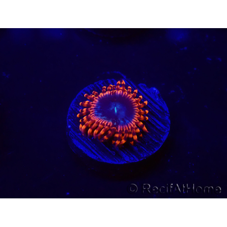 WYSIWYG - Zoanthus Utter Peace 30L6