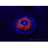WYSIWYG - Zoanthus Utter Peace 30L6